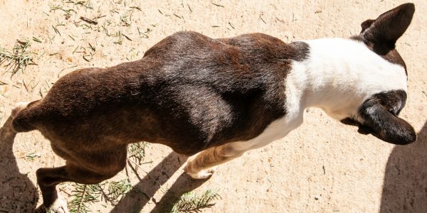 Bone sticking out store of dog's tail